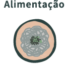 Alimentação