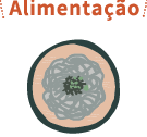 Alimentação