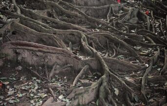 物部神社_1523524_山道 pt