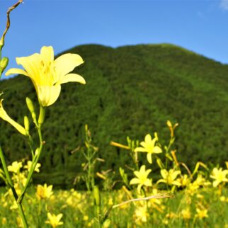 牧野景観_1529453_小学生の気持ちユウスゲ cn