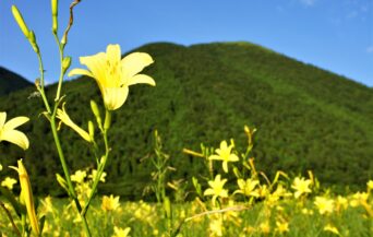 牧野景観_1529453_小学生の気持ちユウスゲ