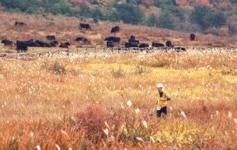 牧野景観_1536161_放牧牛と共に cn