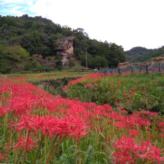 鬼村の鬼岩_1539525_鬼村の鬼岩の彼岸花 pt