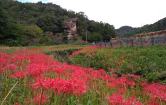 鬼村の鬼岩_1539525_鬼村の鬼岩の彼岸花 ko