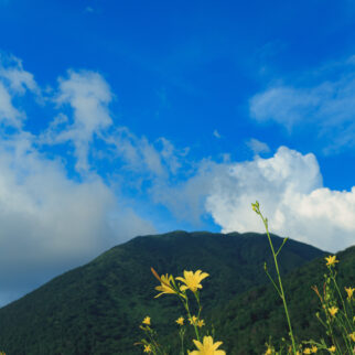 牧野景観_1538612_ゆうすげ咲く夏空 tw