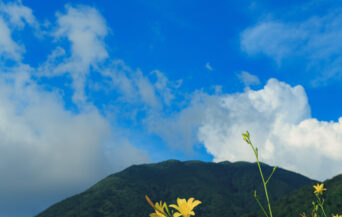 牧野景観_1538612_ゆうすげ咲く夏空 cn