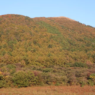 牧野景観_1529417_西の原で悠々の牛たち