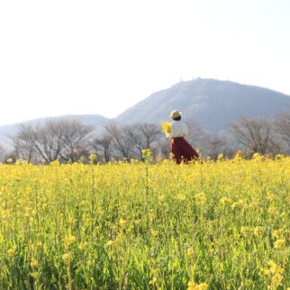 牧野景観_1539196_菜の花畑 pt