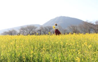 牧野景観_1539196_菜の花畑 en