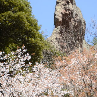 龍巌山_1540268_龍巌山(持ち込み) pt