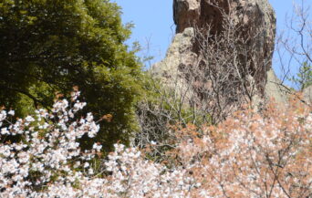 龍巌山_1540268_龍巌山(持ち込み) en