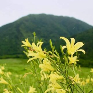 牧野景観_1535999_西の原に咲くユウスゲ en