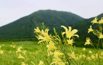 牧野景観_1535999_西の原に咲くユウスゲ pt