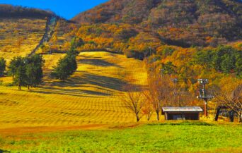 三瓶山_1539151_満開の三瓶山 pt