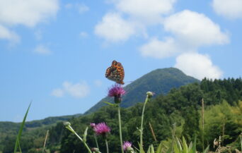 大江高山火山_1501266_大江高山とウラギンヒョウモン en