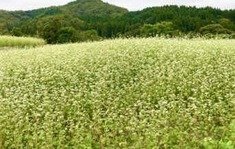 三瓶そば_1504740_さんべそば