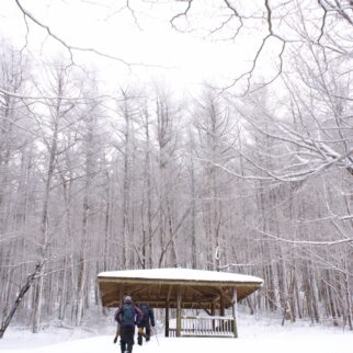 三瓶山_1537938_雪を纏った森