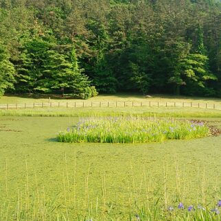 牧野景観_1530223_三瓶のカキツバタ