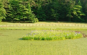 牧野景観_1530223_三瓶のカキツバタ pt