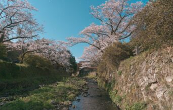 石見銀山_1538752_銀山の桜景色 tw