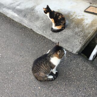 大森銀山地区_1500170_大森の町並みのネコ en